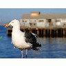 Photo Seagull Animal