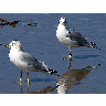 Photo Seagulls Animal title=