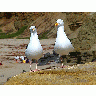 Photo Seagulls 2 Animal title=
