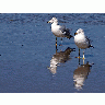 Photo Seagulls And Beach Animal