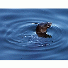 Photo Seals Animal title=