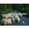 Photo Sheep Animal