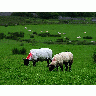 Photo Sheeps Animal