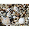 Photo Shells Animal