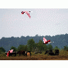 Photo Spoonbills Animal title=