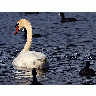 Photo Swan Animal