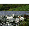 Photo Swans Animal