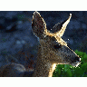 Photo White Tail Deer Animal title=