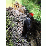 Photo Woodpecker Animal title=