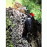 Photo Woodpecker Animal