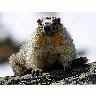 Photo Yellow Bellied Marmots Animal title=