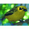 Photo Yellow Bird Animal title=