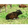 Photo Black Calf Lying In Pasture Animal title=