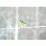 Photo Blue Tit On Clothesline Animal title=