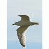 Photo Flying Seagull Close Up Animal title=