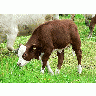 Photo Red And White Calf 2 Animal title=