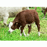 Photo Red And White Calf 2 Animal