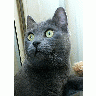 Photo Scared Looking Cat Animal title=