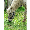 Photo White Horse Close Up Animal