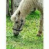 Photo White Horse Close Up Animal title=