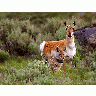 Photo Coyote And Antelope Animal