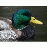 Photo Duck Animal title=