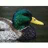 Photo Duck Animal