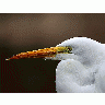 Photo Egret Animal