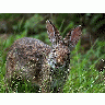 Photo Rabbit Animal