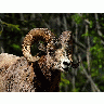 Photo Rocky Mountain Bighorn Sheep Animal title=