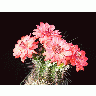 Photo Cactus 102 Flower title=