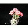 Photo Cactus 104 Flower