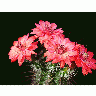 Photo Cactus 105 Flower title=