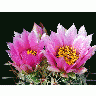 Photo Cactus 107 Flower