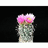 Photo Cactus 109 Flower
