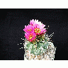 Photo Cactus 12 Flower