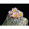 Photo Cactus 122 Flower title=