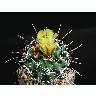 Photo Cactus 126 Flower