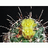 Photo Cactus 128 Flower title=