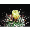 Photo Cactus 130 Flower