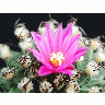 Photo Cactus 134 Flower title=
