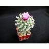 Photo Cactus 136 Flower