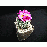 Photo Cactus 139 Flower