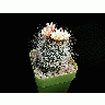 Photo Cactus 154 Flower title=