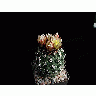 Photo Cactus 170 Flower