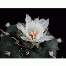 Photo Cactus 184 Flower title=