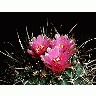Photo Cactus 185 Flower