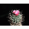 Photo Cactus 186 Flower