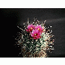 Photo Cactus 188 Flower
