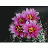Photo Cactus 190 Flower